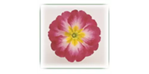 Tricolor Primula acaulis F1