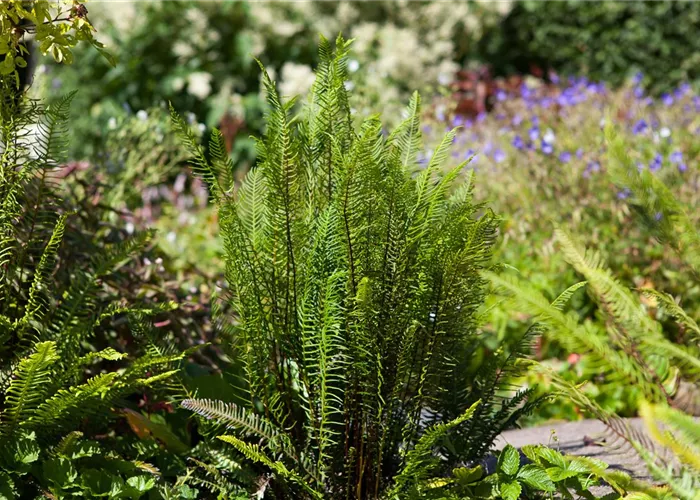 Feuchtzonen im Garten