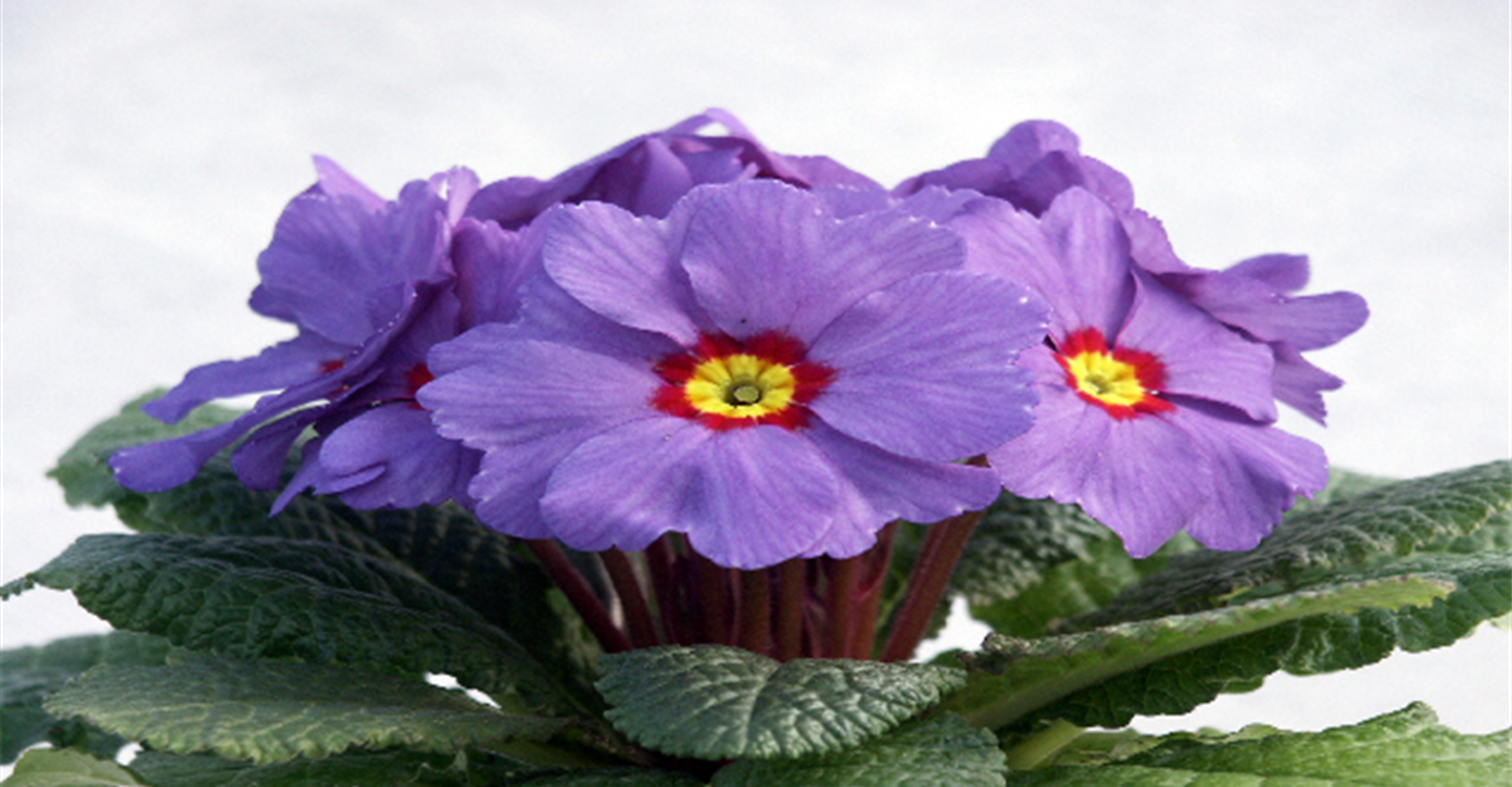 primel lila.jpg primel lila.jpg