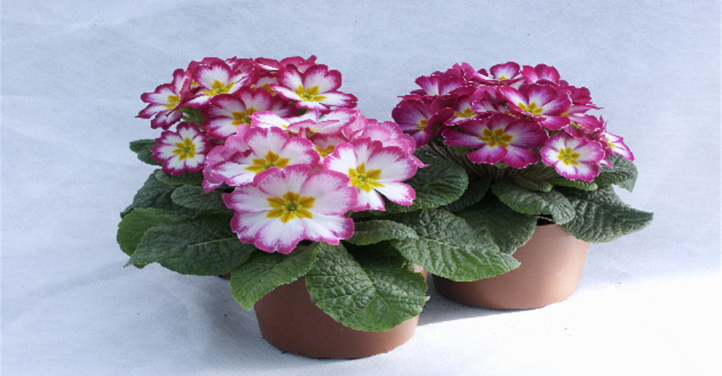 Primel pinkweiß.jpg Primel pinkweiß.jpg