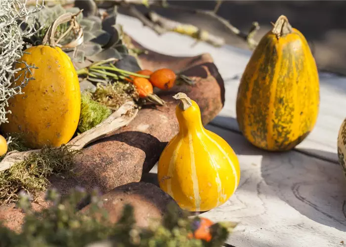 Es wird bunt! Herbst-Deko im Haus