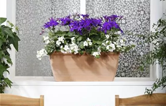 Der Winter wird grün: Winterharte Pflanzen für den Balkon Der Winter wird grün: Winterharte Pflanzen für den Balkon