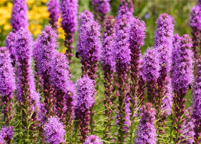 Prachtscharte - Einpflanzen im Garten