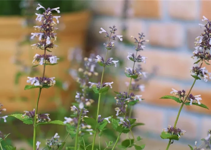 Katzenminze - Einpflanzen im Garten