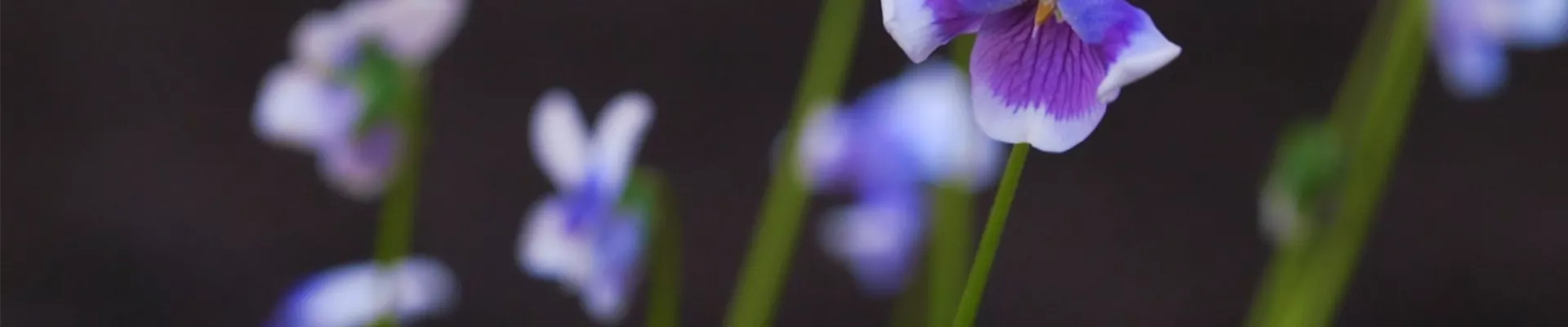 Australisches Veilchen - Einpflanzen im Garten (thumbnail2).jpg