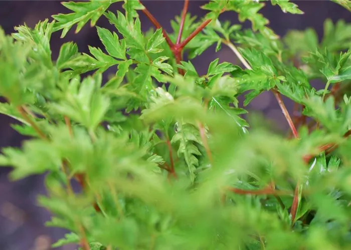 Geißbart - Einpflanzen im Garten Geißbart - Einpflanzen im Garten