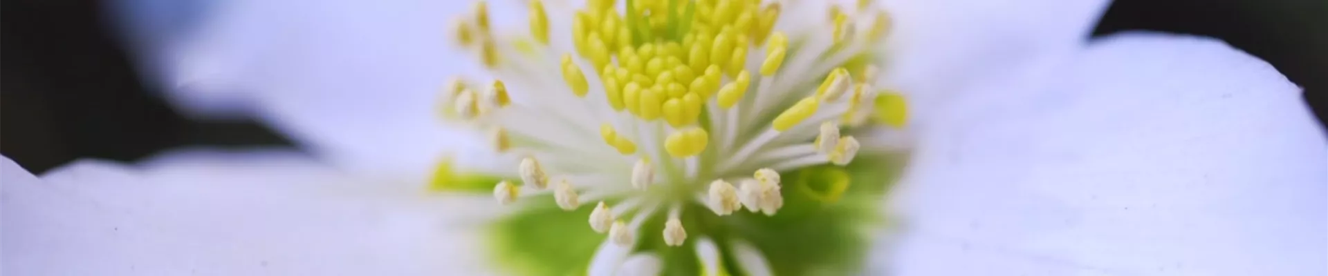 Christrose - Einpflanzen im Garten (thumbnail2).jpg Christrose - Einpflanzen im Garten (thumbnail2).jpg