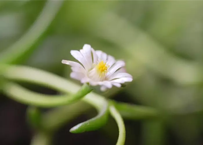 Kriechende Mittgsblume - Einpflanzen im Garten