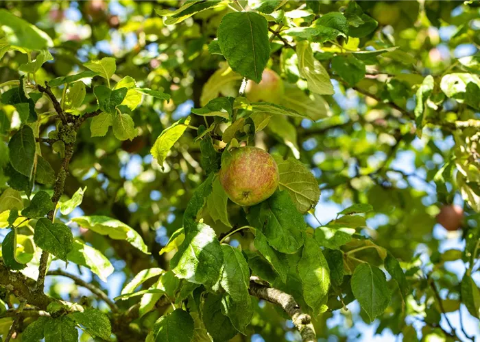 Obstgehölze