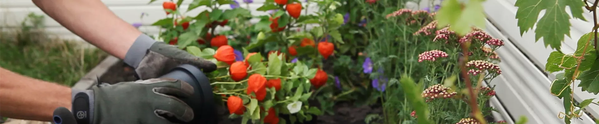 Physalis - Einpflanzen in den Garten (DE - Thumbnail).jpg Physalis - Einpflanzen in den Garten (DE - Thumbnail).jpg